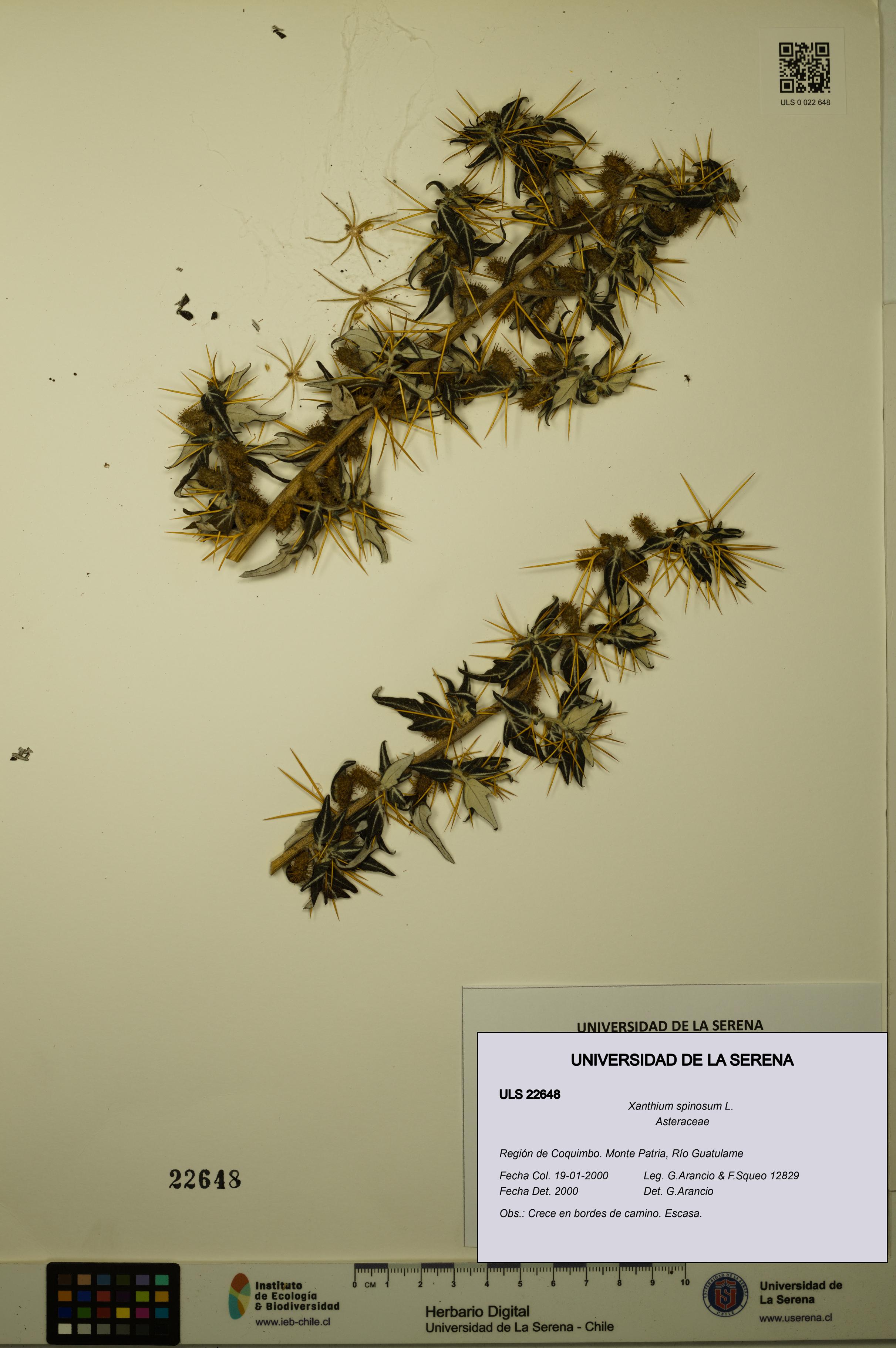 Xanthium spinosum [Espécimen: ULS:ULS:0022648]