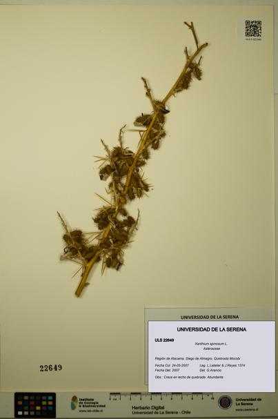 Xanthium spinosum [Espécimen: ULS:ULS:0022649]