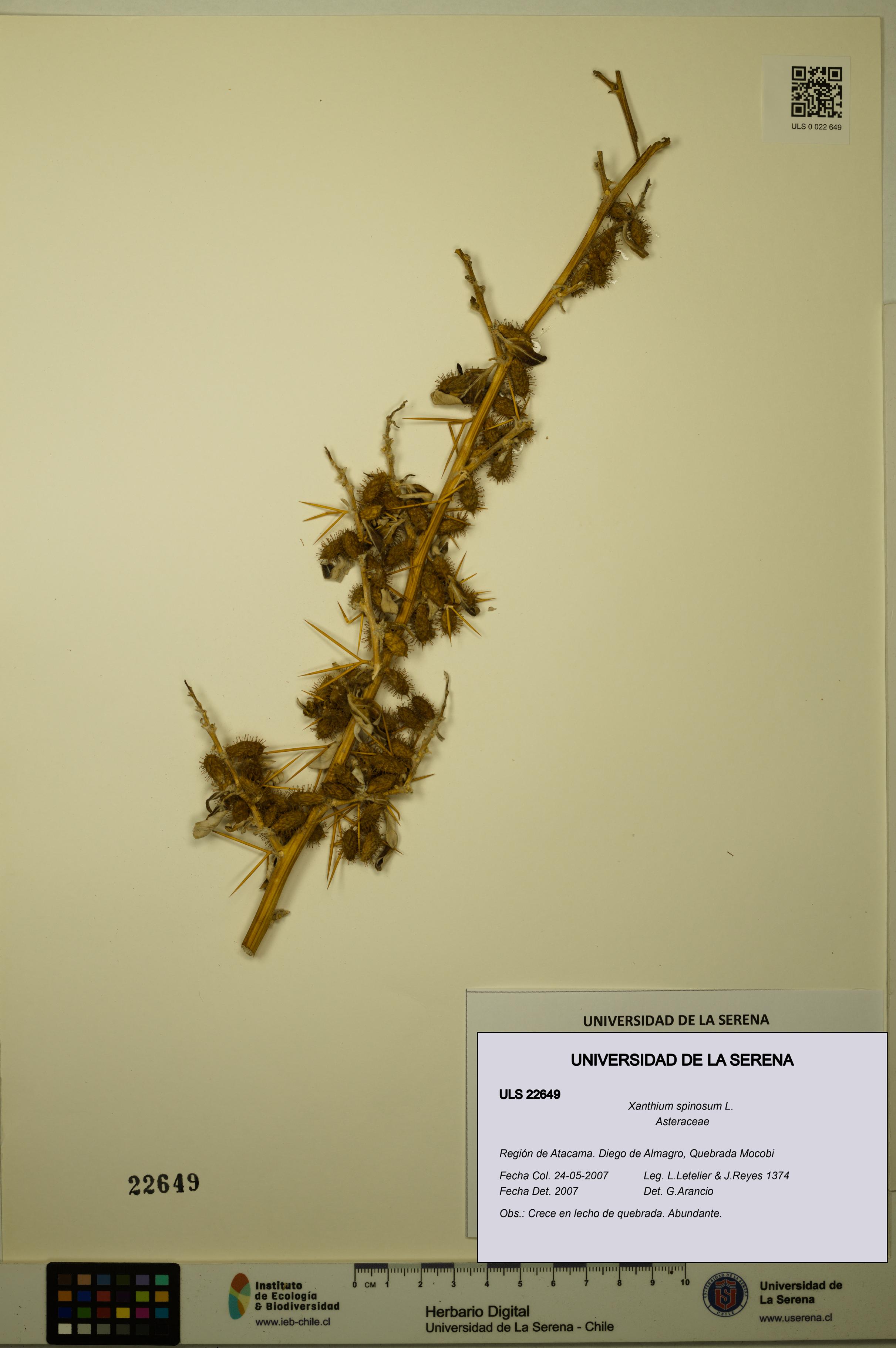 Xanthium spinosum [Espécimen: ULS:ULS:0022649]