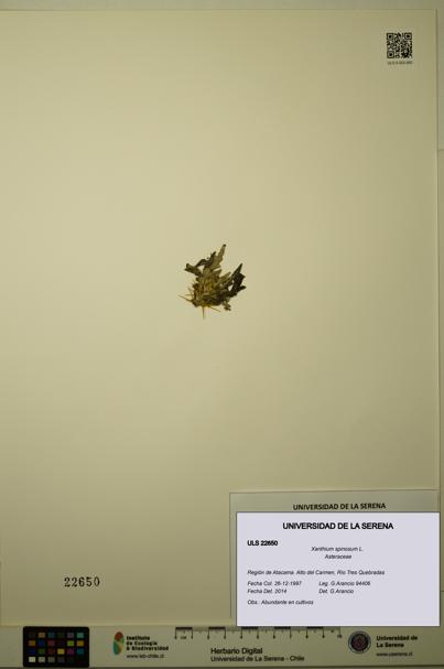 Xanthium spinosum [Espécimen: ULS:ULS:0022650]