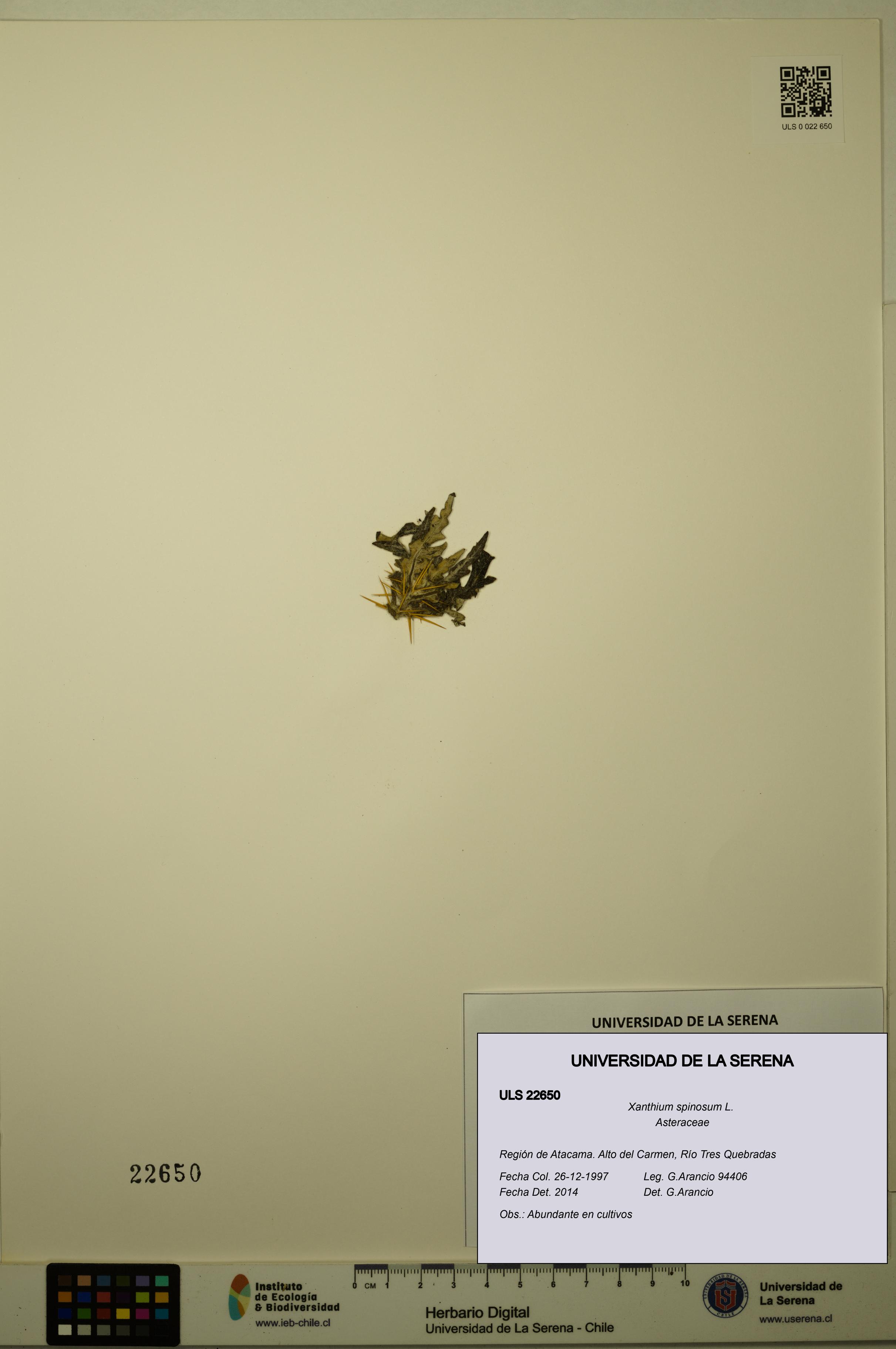 Xanthium spinosum [Espécimen: ULS:ULS:0022650]