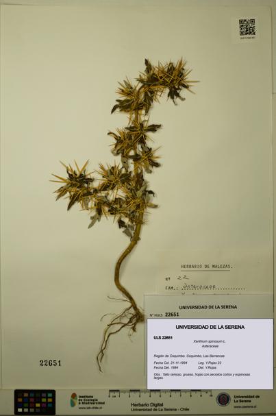 Xanthium spinosum [Espécimen: ULS:ULS:0022651]