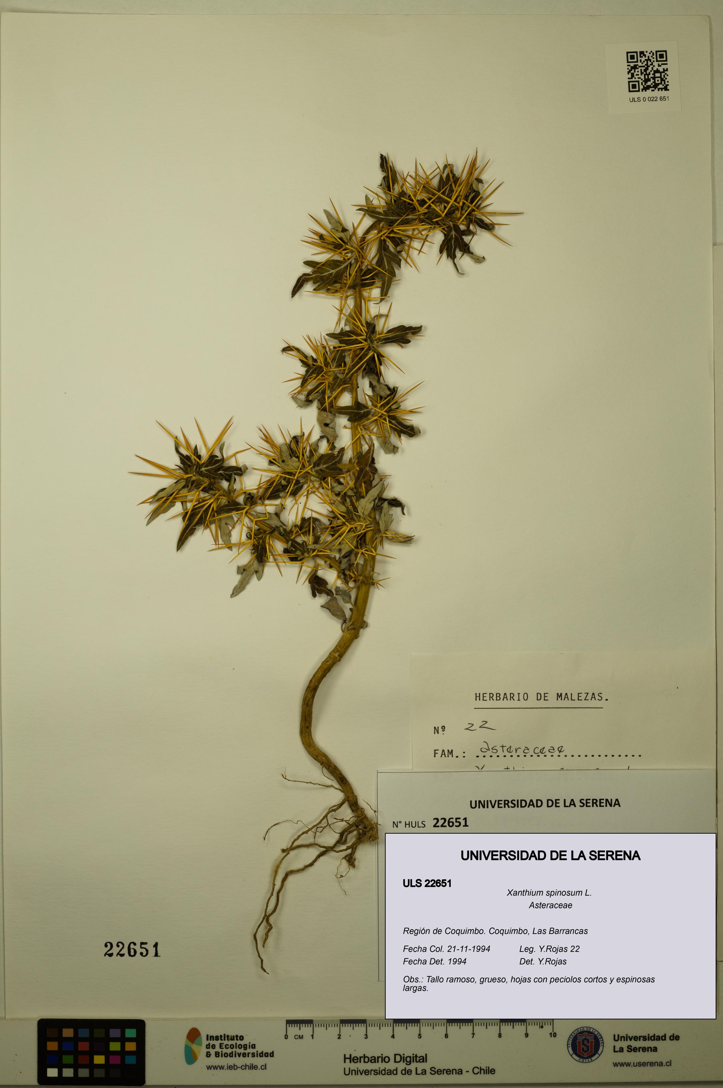 Xanthium spinosum [Espécimen: ULS:ULS:0022651]