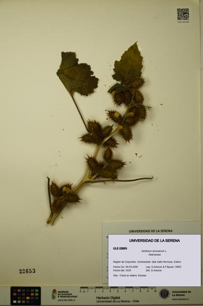 Xanthium strumarium [Espécimen: ULS:ULS:0022653]