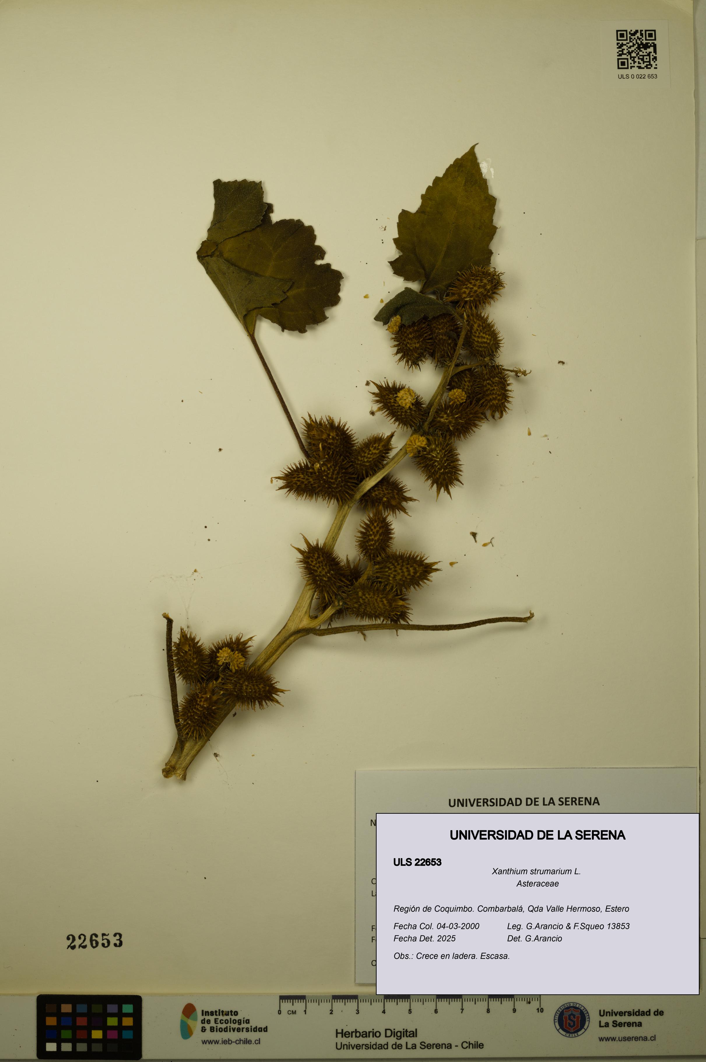 Xanthium strumarium [Espécimen: ULS:ULS:0022653]