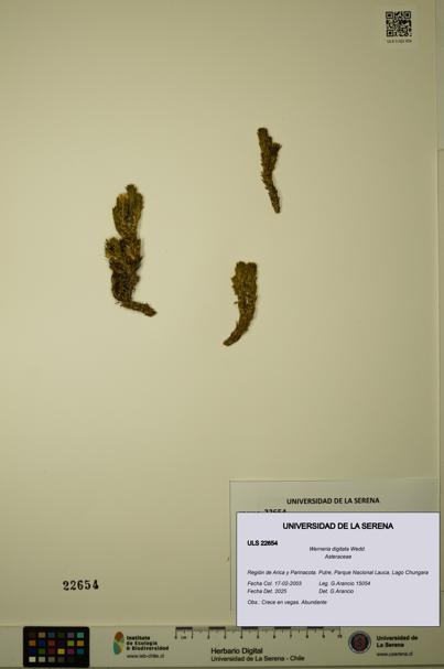 Werneria digitata [Espécimen: ULS:ULS:0022654]