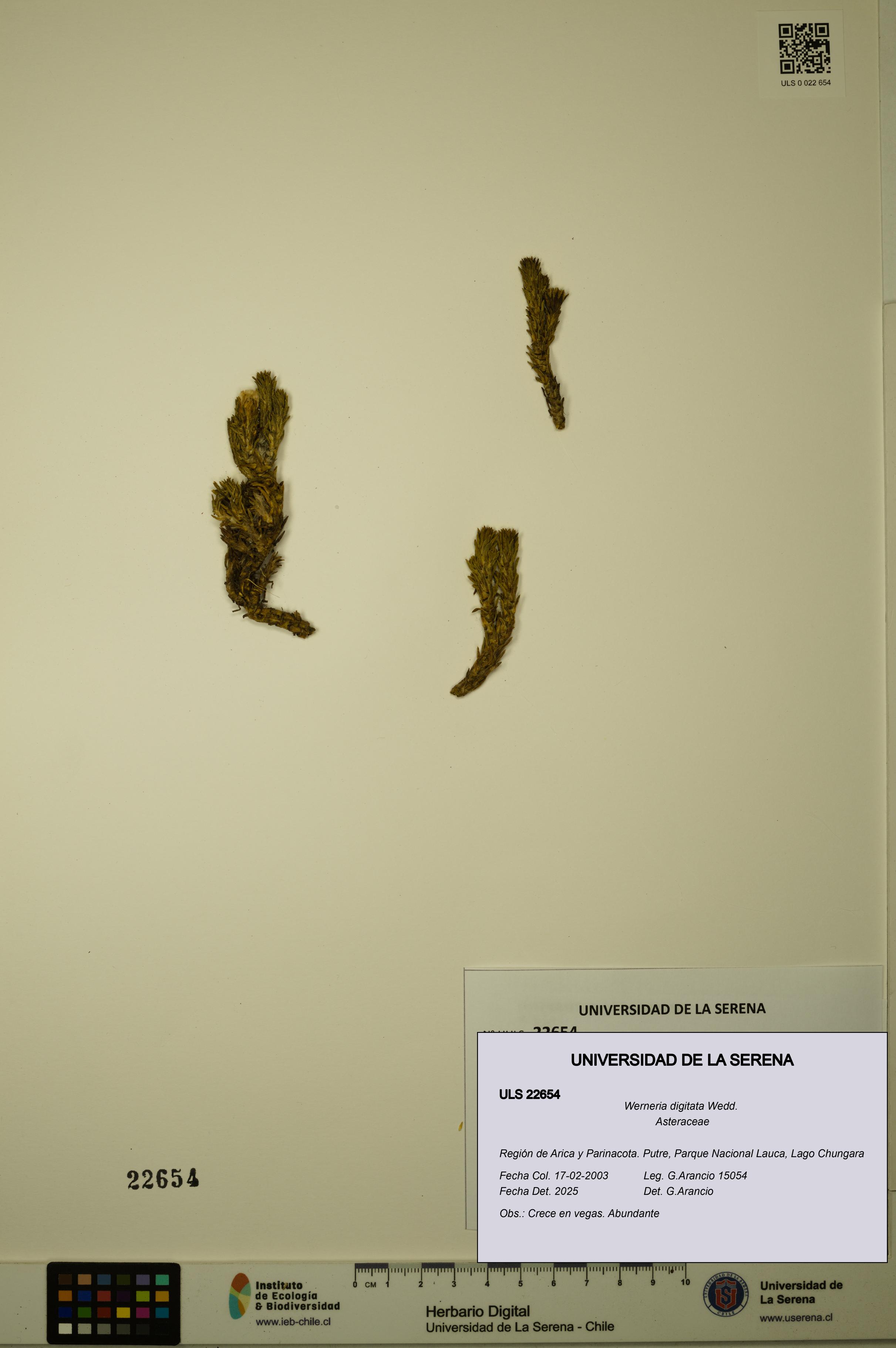 Werneria digitata [Espécimen: ULS:ULS:0022654]