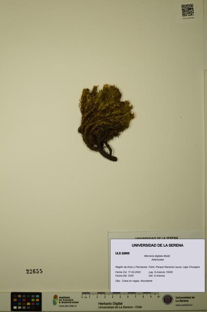 Werneria digitata [Espécimen: ULS:ULS:0022655]