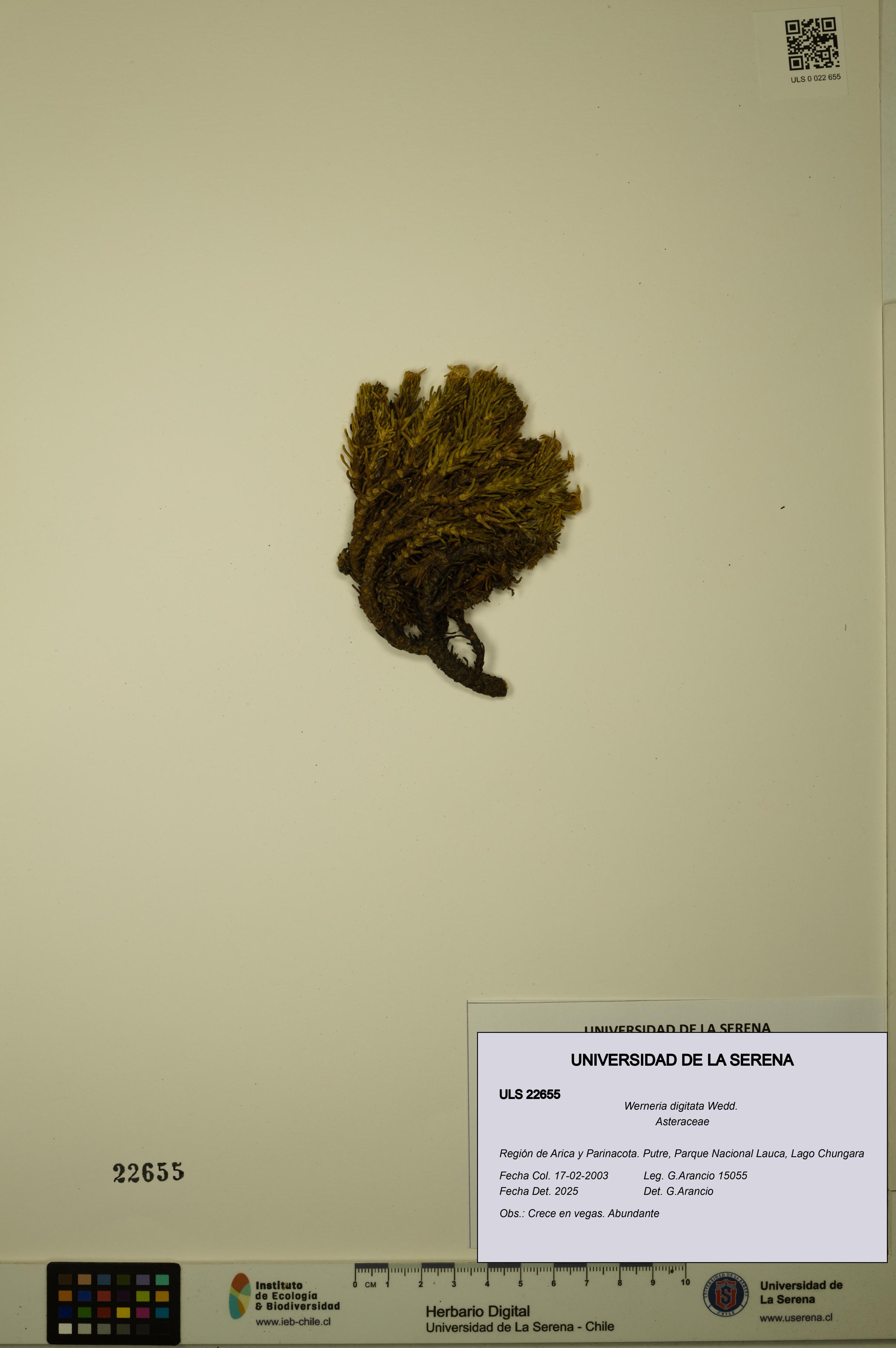 Werneria digitata [Espécimen: ULS:ULS:0022655]