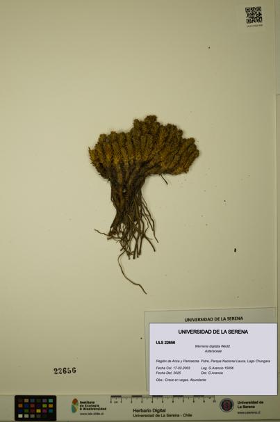 Werneria digitata [Espécimen: ULS:ULS:0022656]