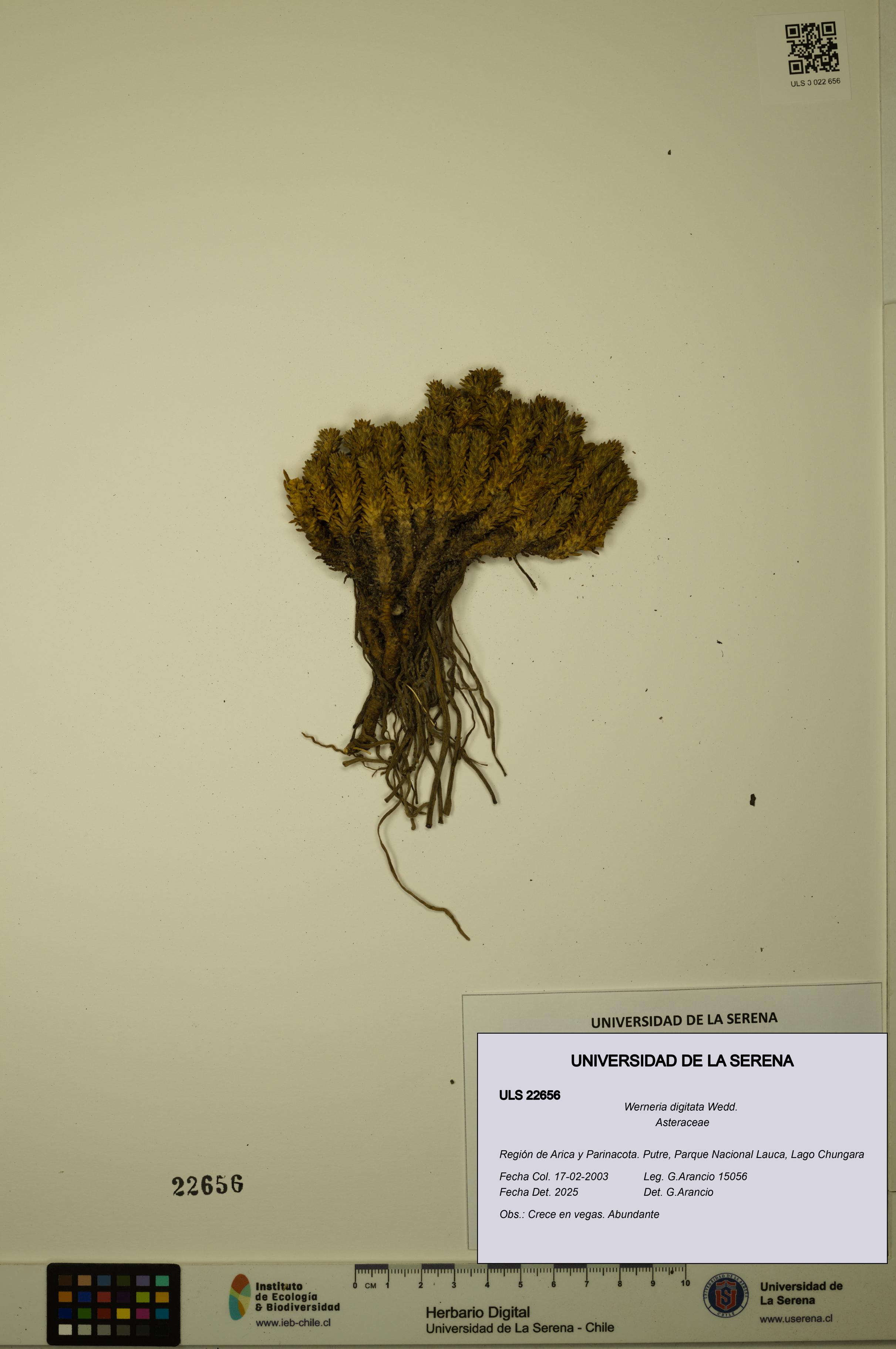 Werneria digitata [Espécimen: ULS:ULS:0022656]