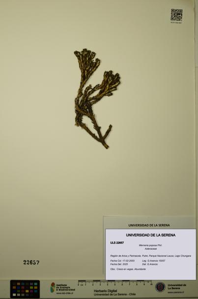 Werneria poposa [Espécimen: ULS:ULS:0022657]
