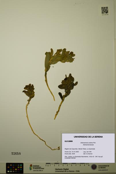 Alstroemeria andina [Espécimen: ULS:ULS:0022658]