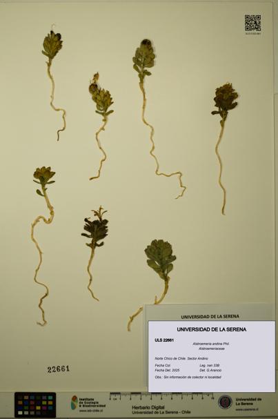 Alstroemeria andina [Espécimen: ULS:ULS:0022661]