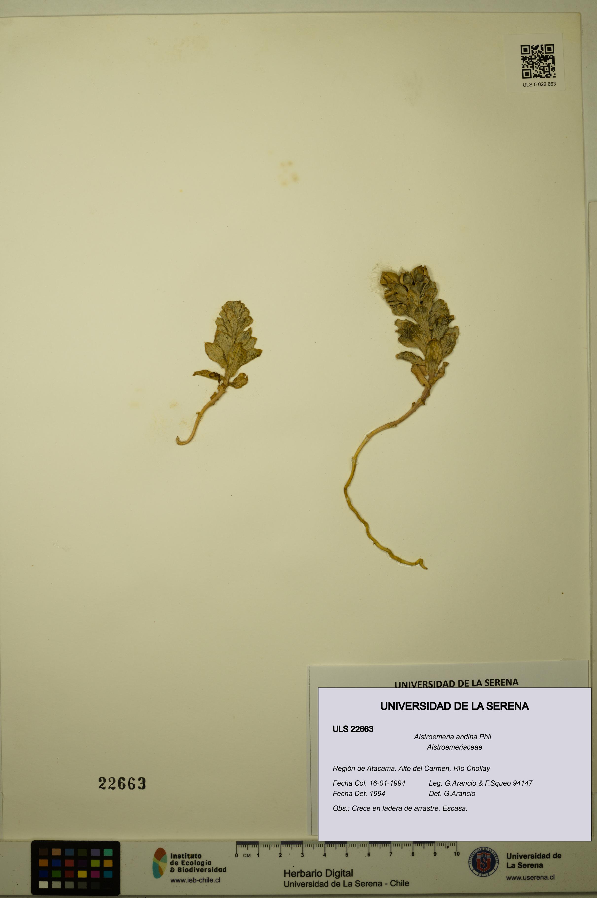 Alstroemeria andina [Espécimen: ULS:ULS:0022663]