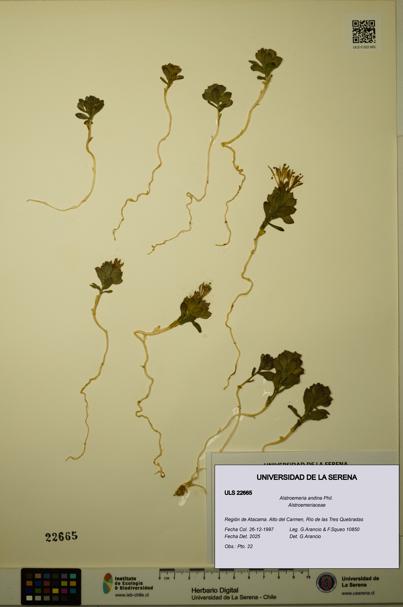 Alstroemeria andina [Espécimen: ULS:ULS:0022665]