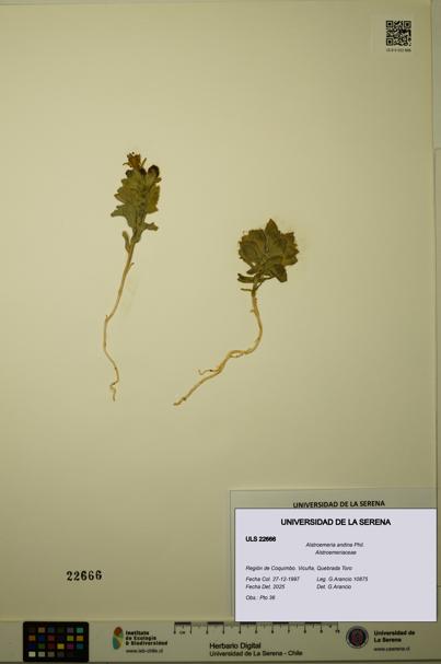 Alstroemeria andina [Espécimen: ULS:ULS:0022666]