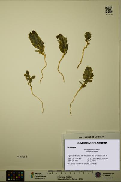 Alstroemeria andina [Espécimen: ULS:ULS:0022668]