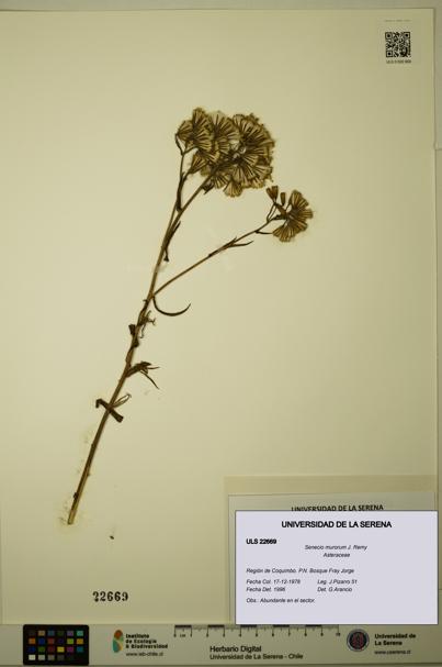 Senecio murorum [Espécimen: ULS:ULS:0022669]