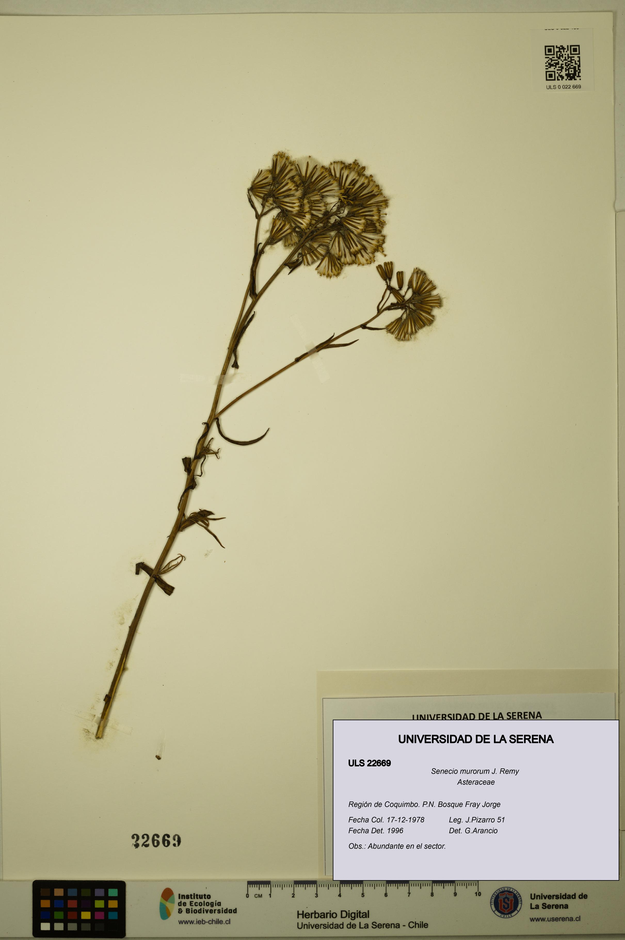 Senecio murorum [Espécimen: ULS:ULS:0022669]