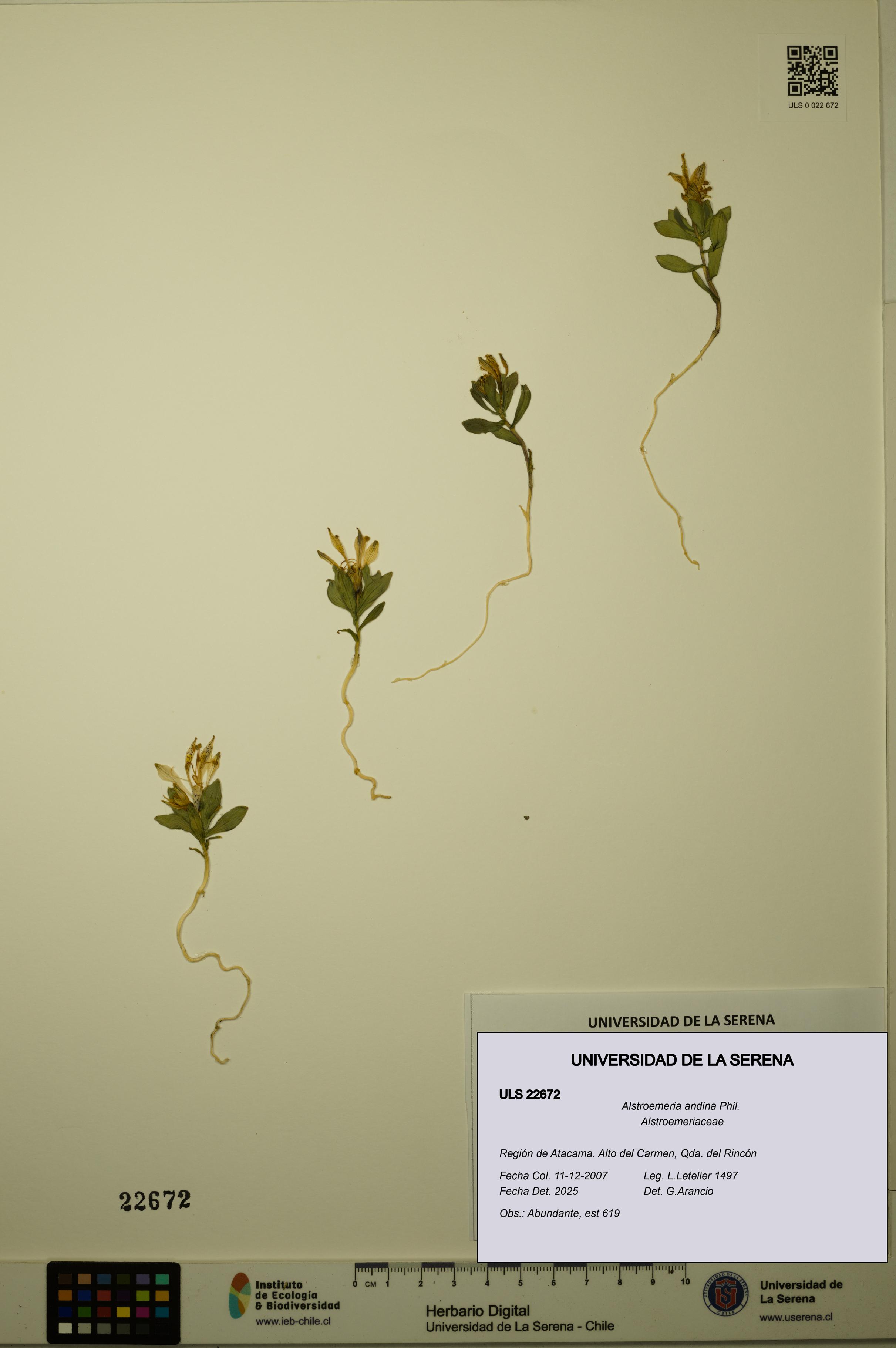 Alstroemeria andina [Espécimen: ULS:ULS:0022672]