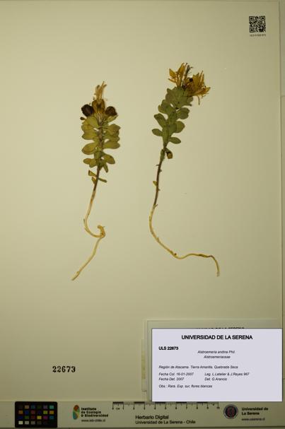 Alstroemeria andina [Espécimen: ULS:ULS:0022673]