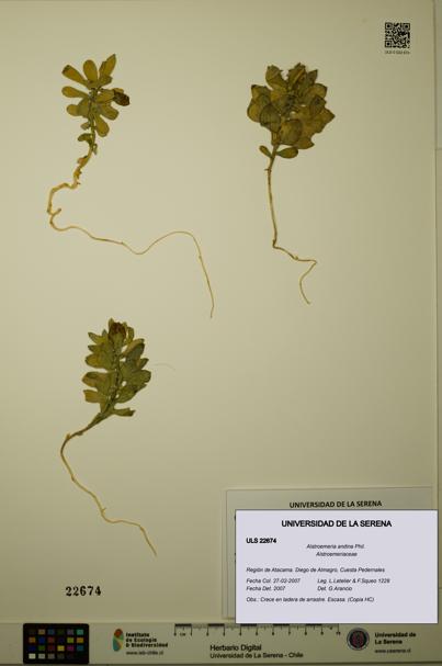 Alstroemeria andina [Espécimen: ULS:ULS:0022674]