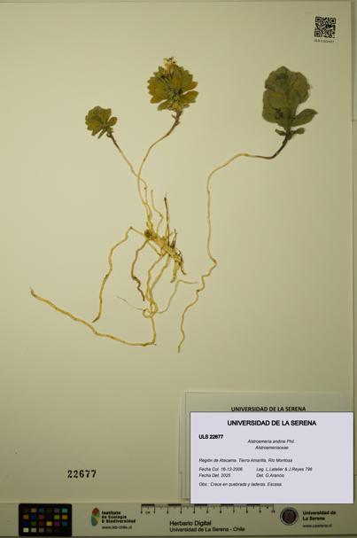 Alstroemeria andina [Espécimen: ULS:ULS:0022677]