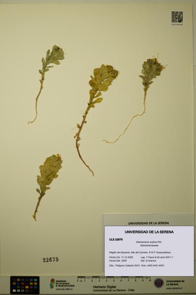 Alstroemeria andina [Espécimen: ULS:ULS:0022678]