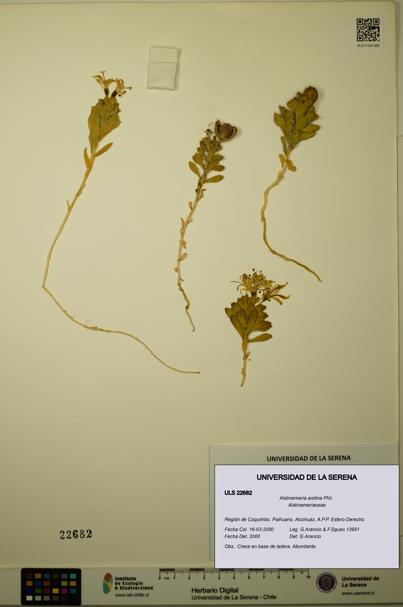Alstroemeria andina [Espécimen: ULS:ULS:0022682]