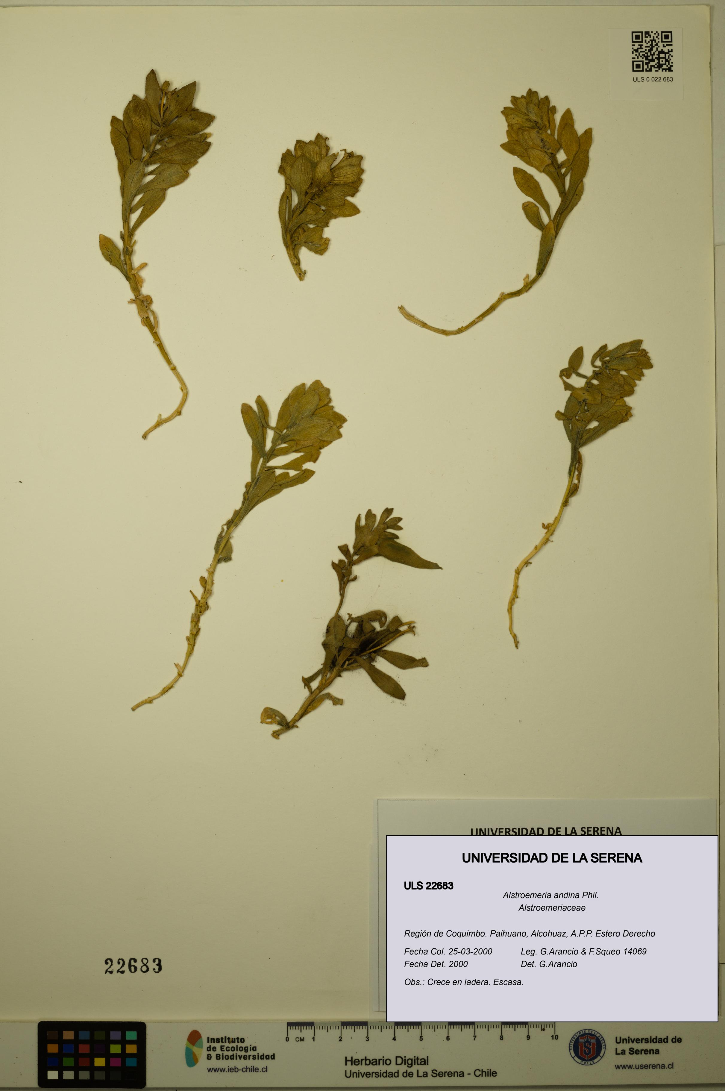 Alstroemeria andina [Espécimen: ULS:ULS:0022683]