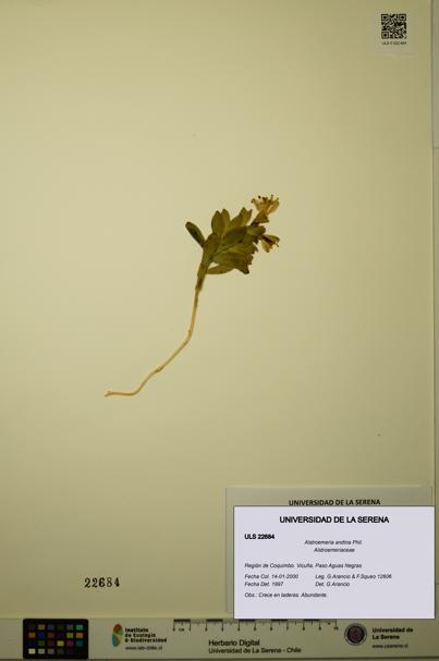 Alstroemeria andina [Espécimen: ULS:ULS:0022684]