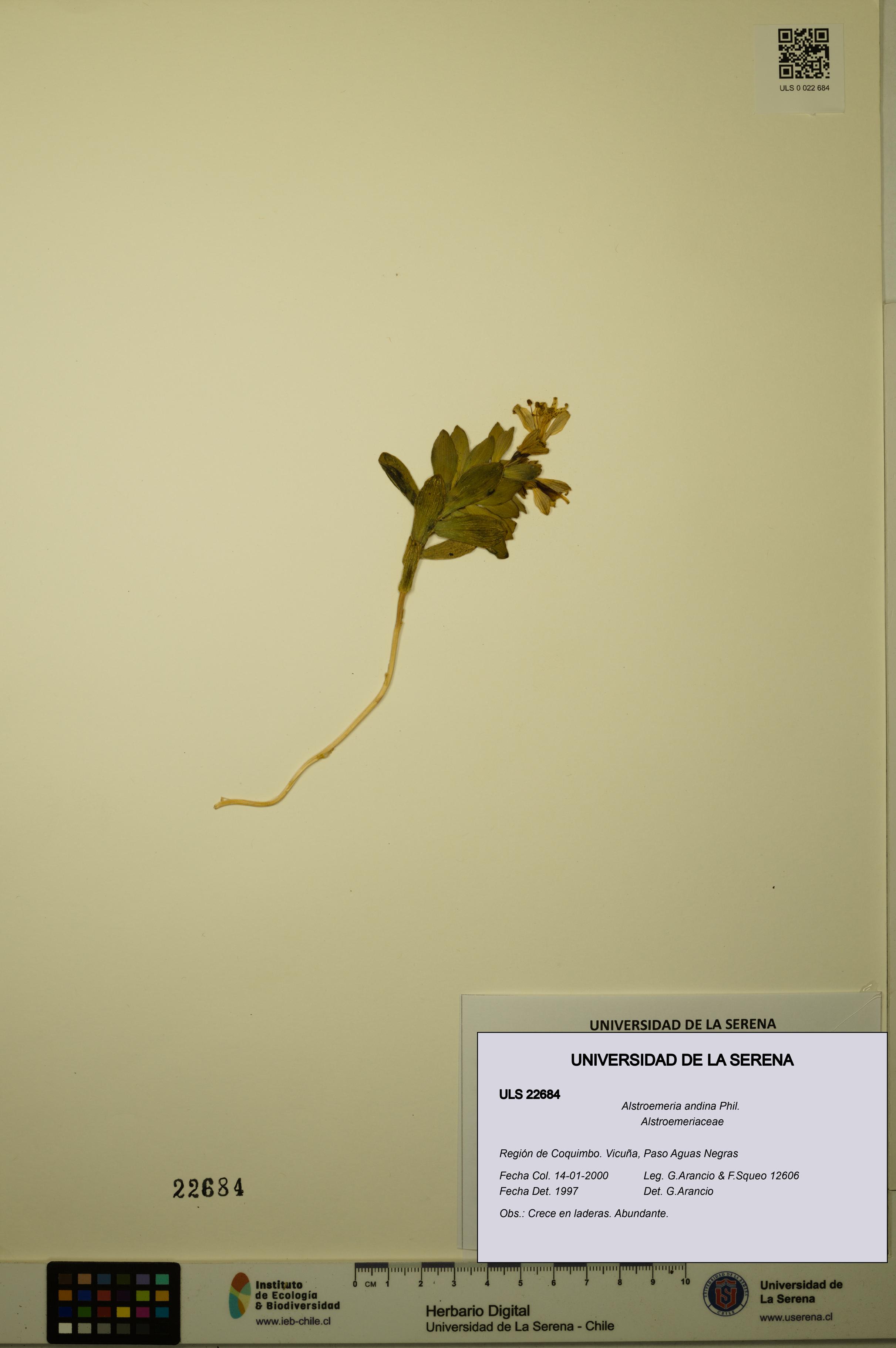 Alstroemeria andina [Espécimen: ULS:ULS:0022684]