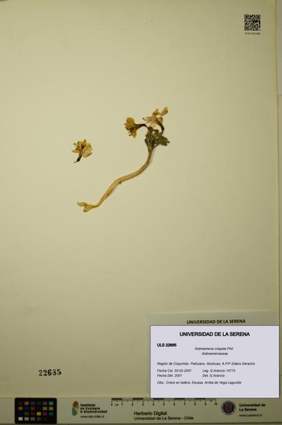 Alstroemeria crispata [Espécimen: ULS:ULS:0022685]