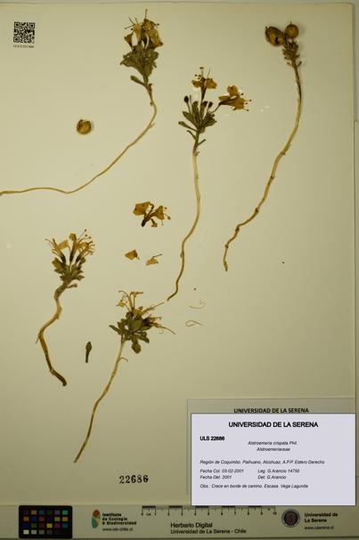 Alstroemeria crispata [Espécimen: ULS:ULS:0022686]