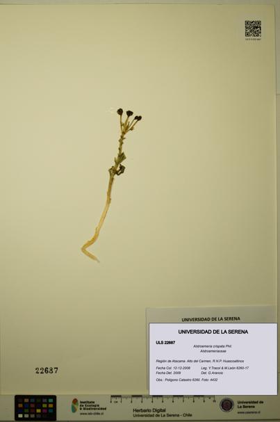 Alstroemeria crispata [Espécimen: ULS:ULS:0022687]