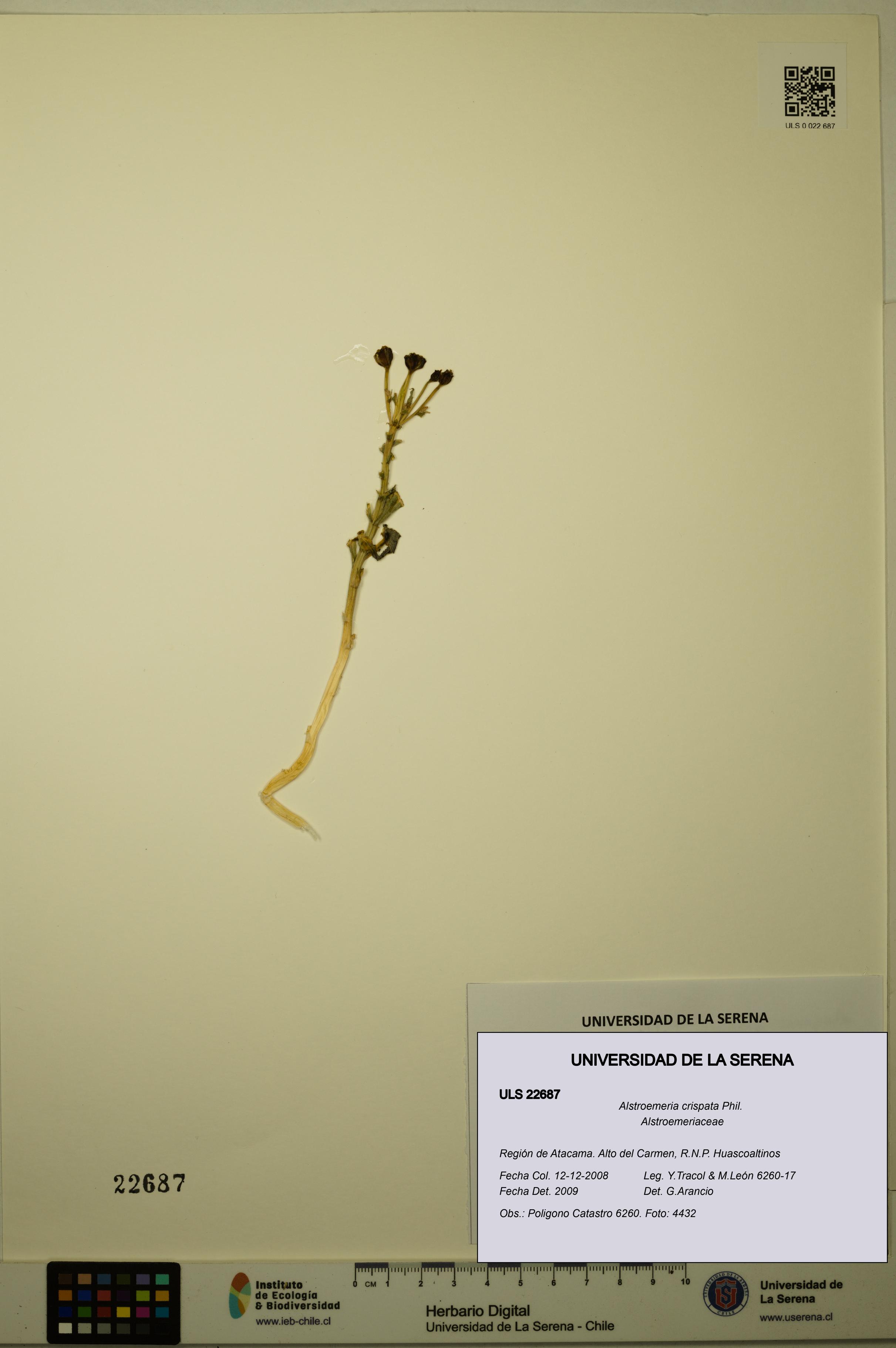 Alstroemeria crispata [Espécimen: ULS:ULS:0022687]