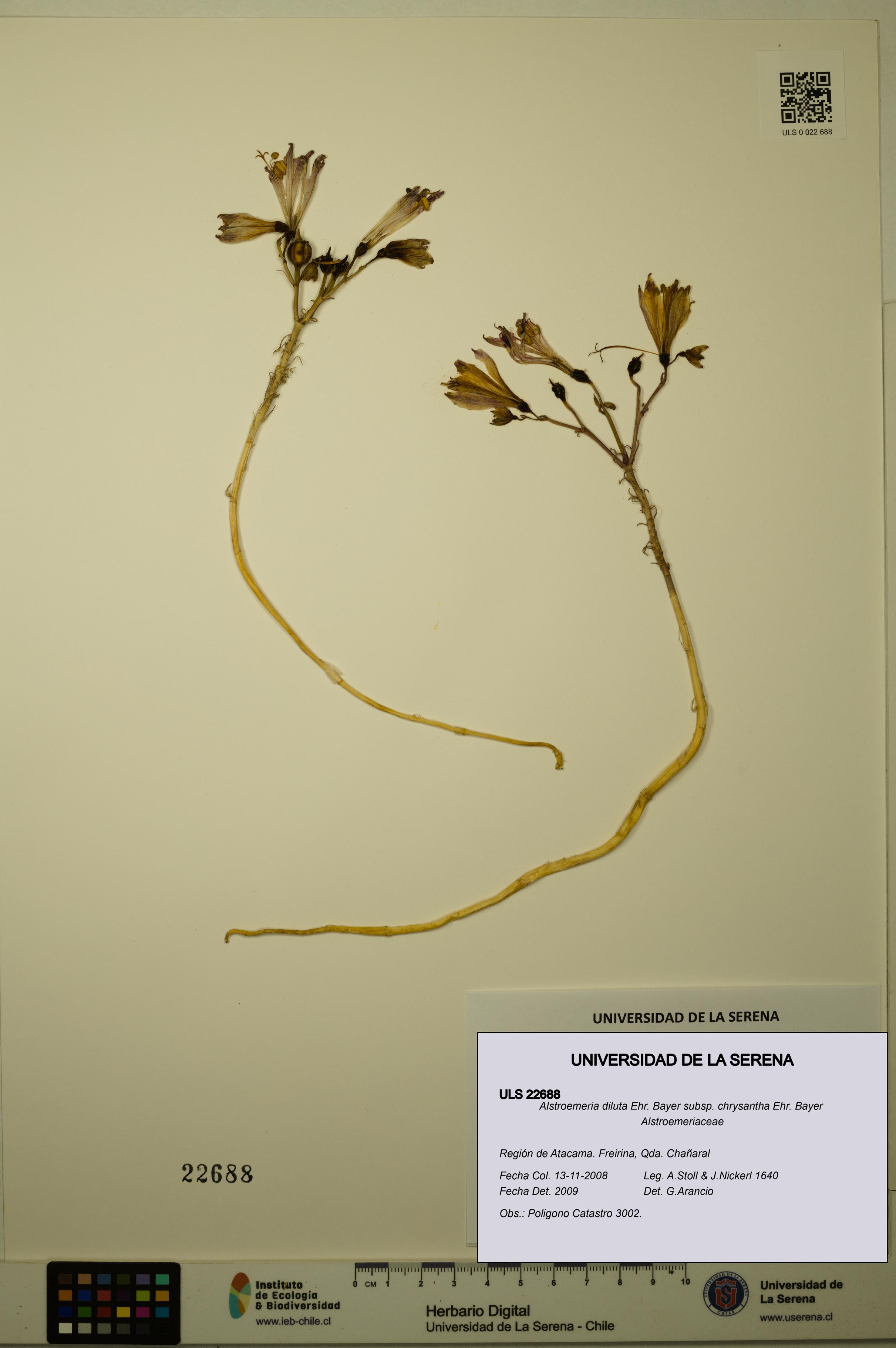 Alstroemeria diluta subsp. chrysantha [Espécimen: ULS:ULS:0022688]