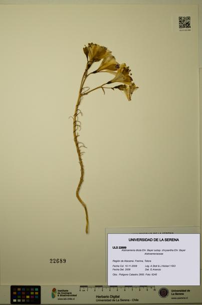 Alstroemeria diluta subsp. chrysantha [Espécimen: ULS:ULS:0022689]