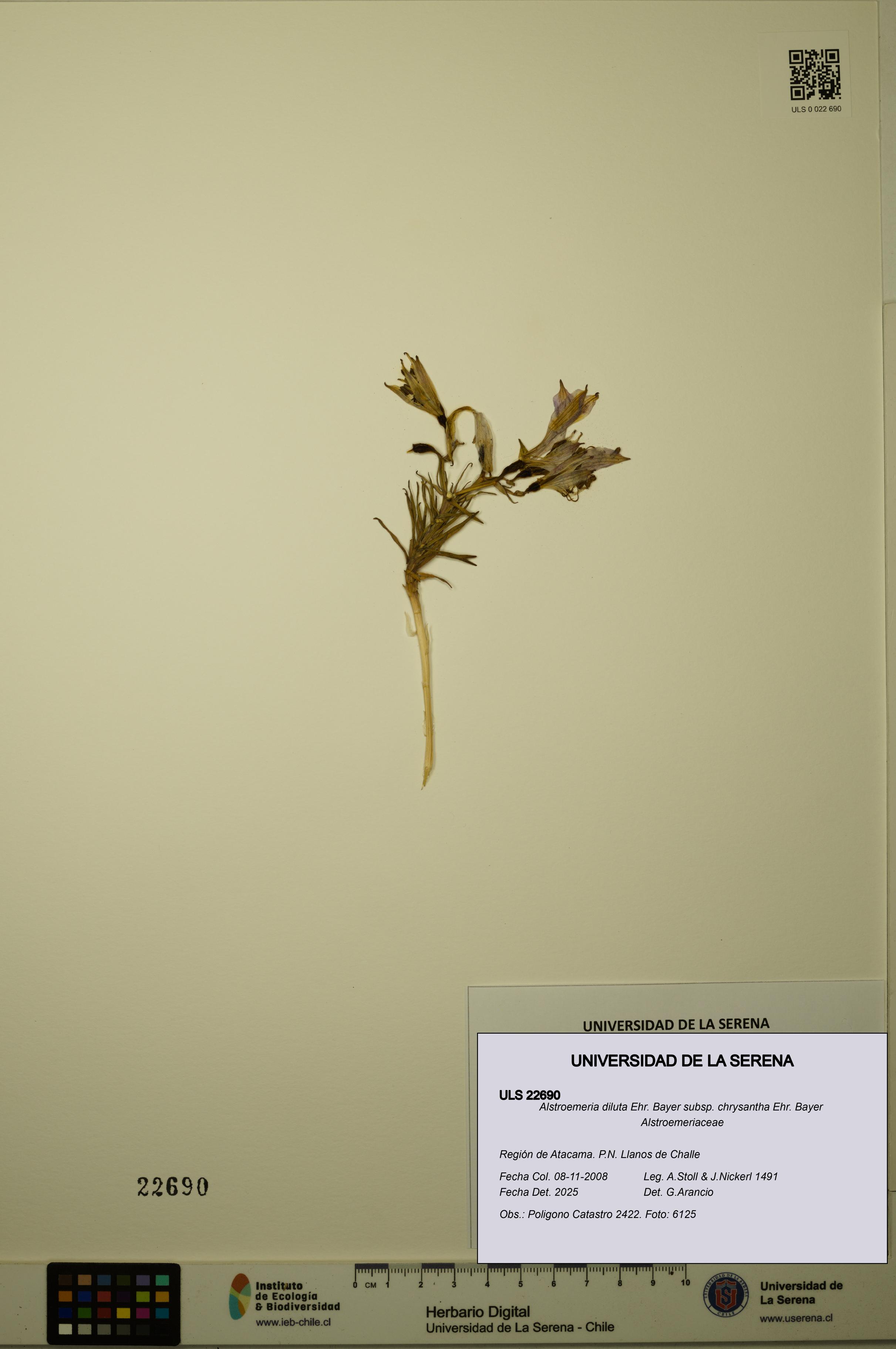 Alstroemeria diluta subsp. chrysantha [Espécimen: ULS:ULS:0022690]
