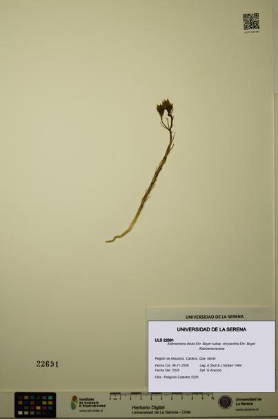 Alstroemeria diluta subsp. chrysantha [Espécimen: ULS:ULS:0022691]