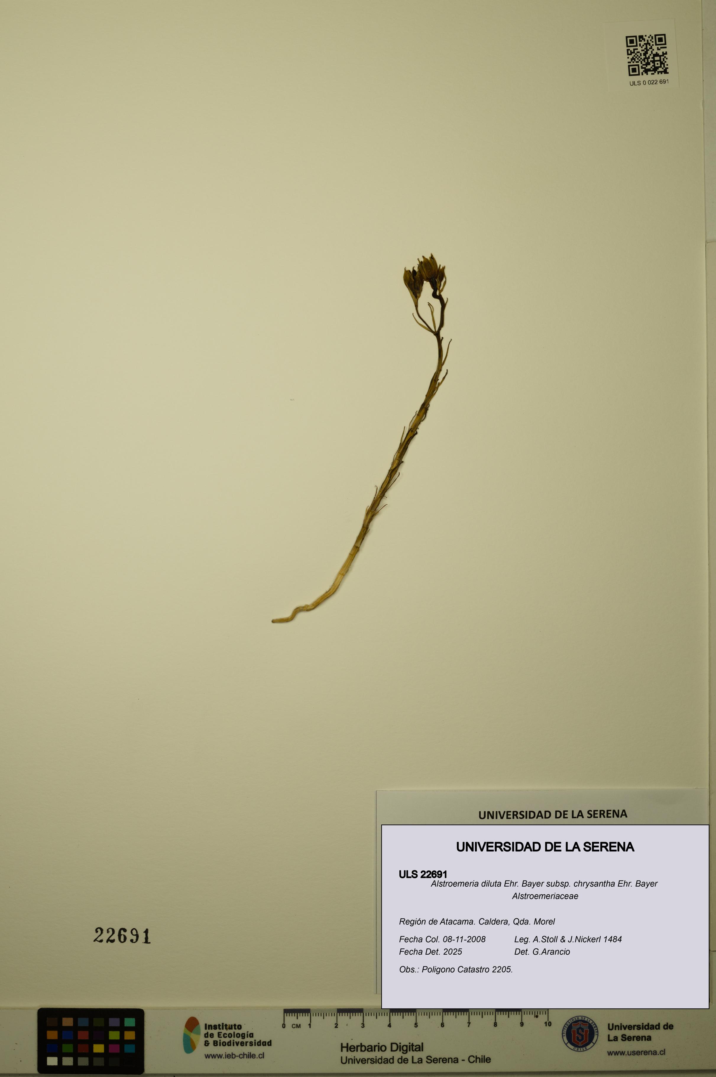 Alstroemeria diluta subsp. chrysantha [Espécimen: ULS:ULS:0022691]