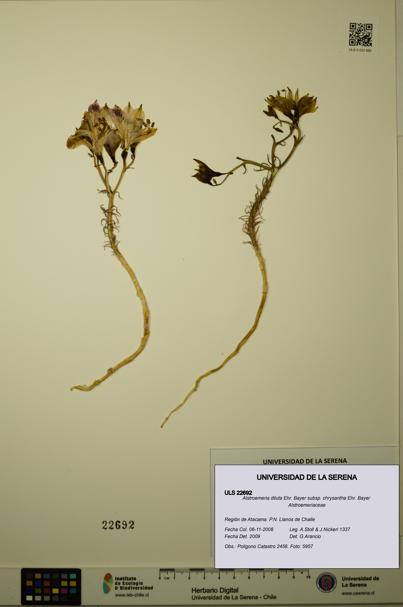 Alstroemeria diluta subsp. chrysantha [Espécimen: ULS:ULS:0022692]