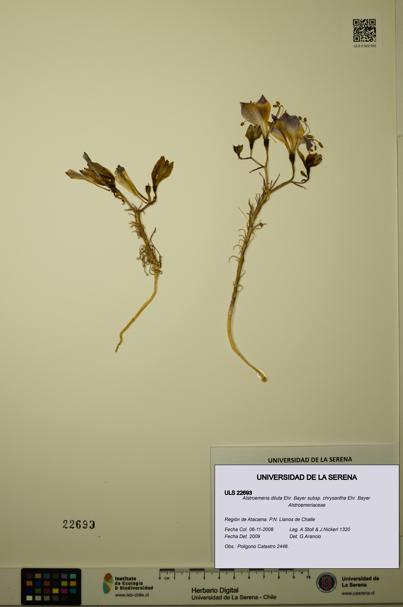 Alstroemeria diluta subsp. chrysantha [Espécimen: ULS:ULS:0022693]