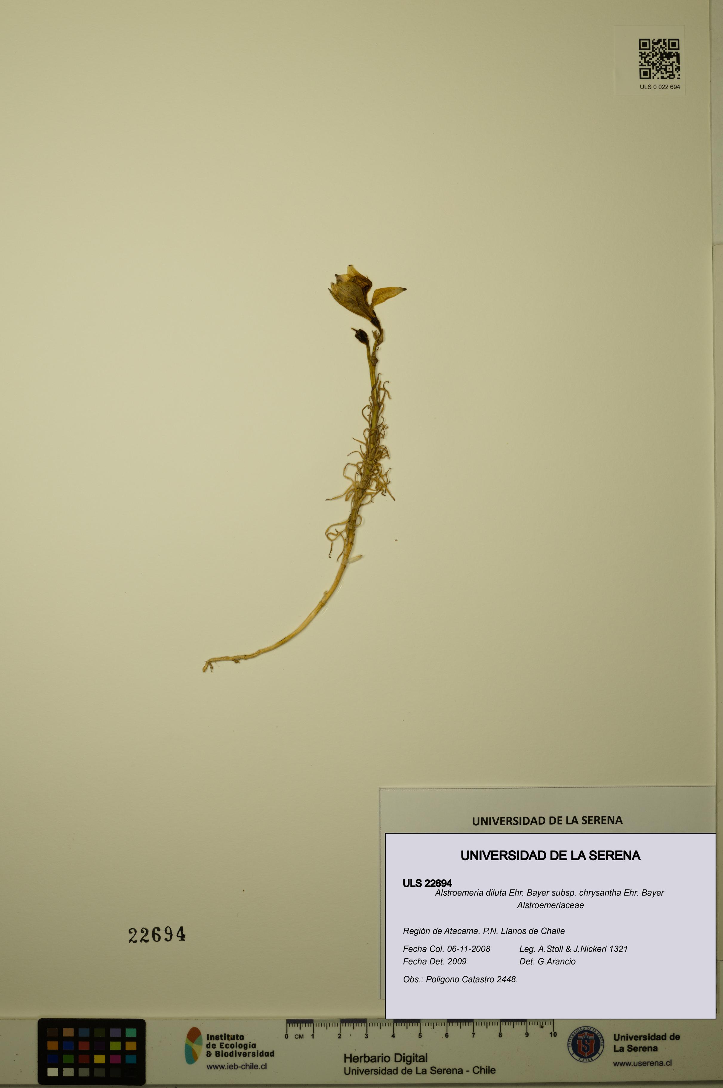 Alstroemeria diluta subsp. chrysantha [Espécimen: ULS:ULS:0022694]