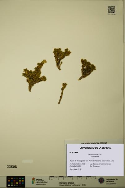 Senecio puchei [Espécimen: ULS:ULS:0022695]