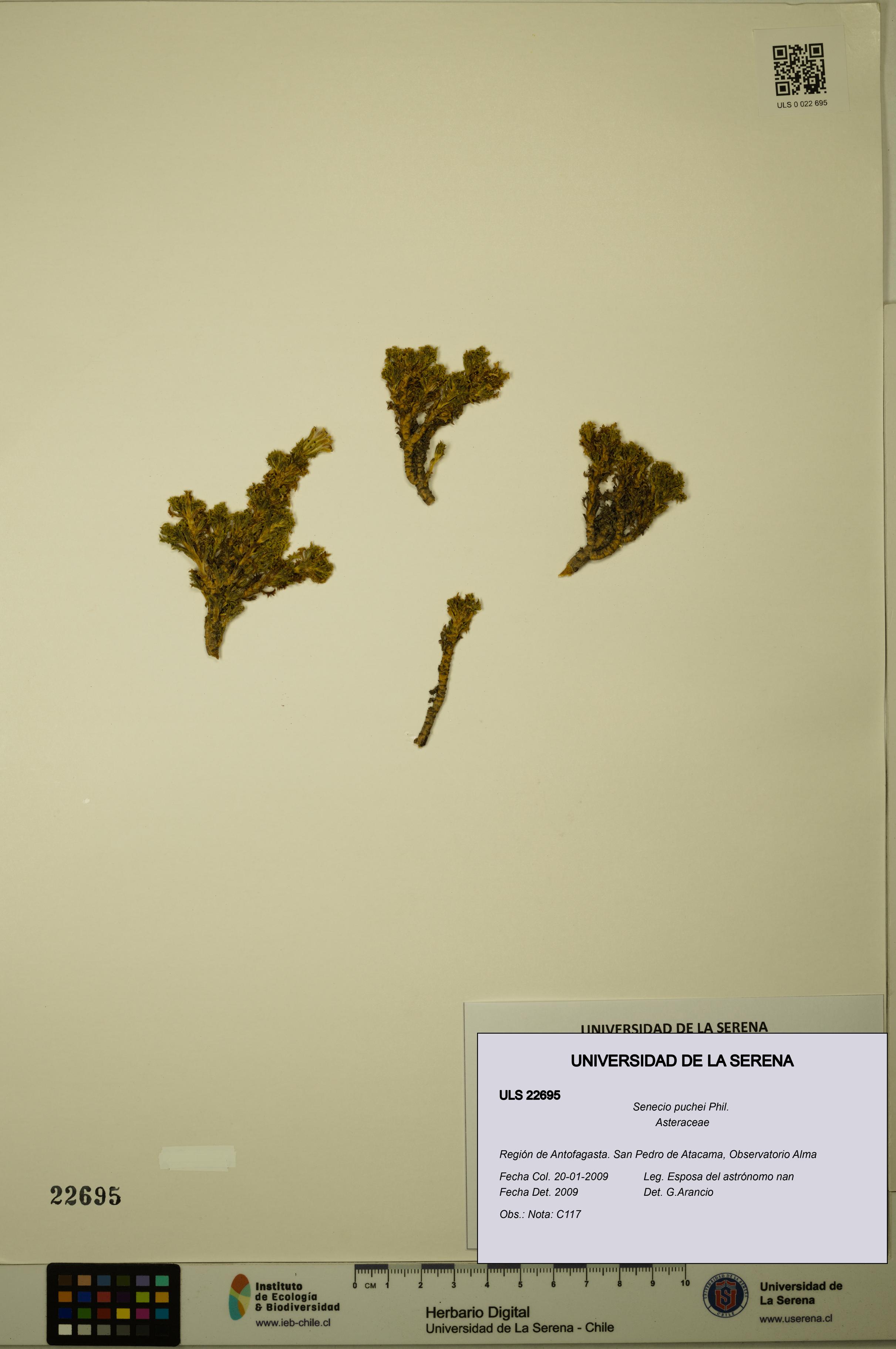 Senecio puchei [Espécimen: ULS:ULS:0022695]