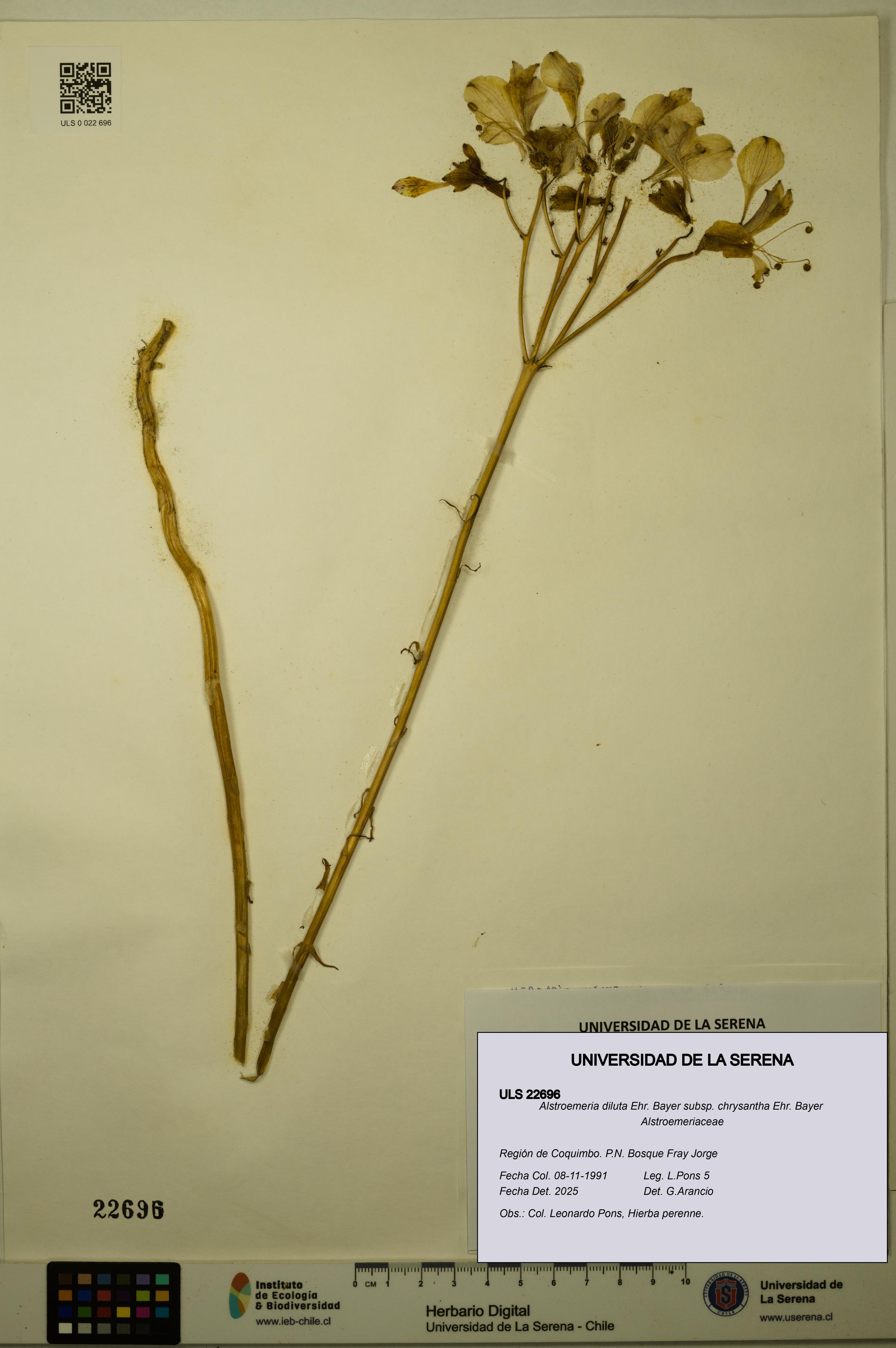 Alstroemeria diluta subsp. chrysantha [Espécimen: ULS:ULS:0022696]