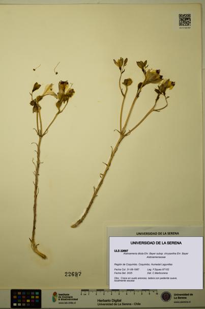 Alstroemeria diluta subsp. chrysantha [Espécimen: ULS:ULS:0022697]