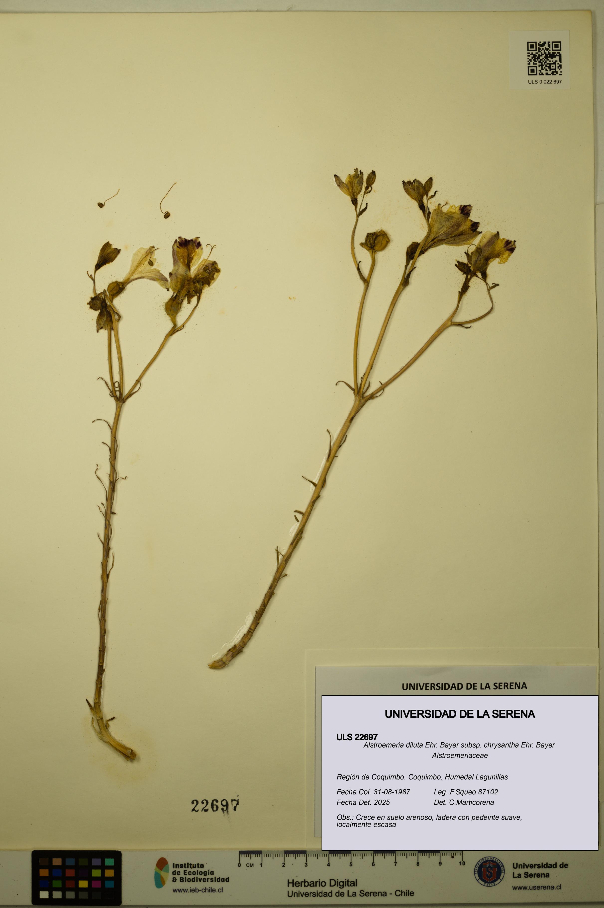 Alstroemeria diluta subsp. chrysantha [Espécimen: ULS:ULS:0022697]